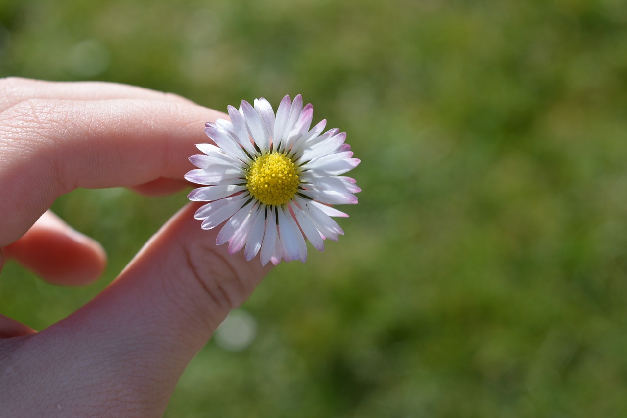 daisy blossom bloom free photo