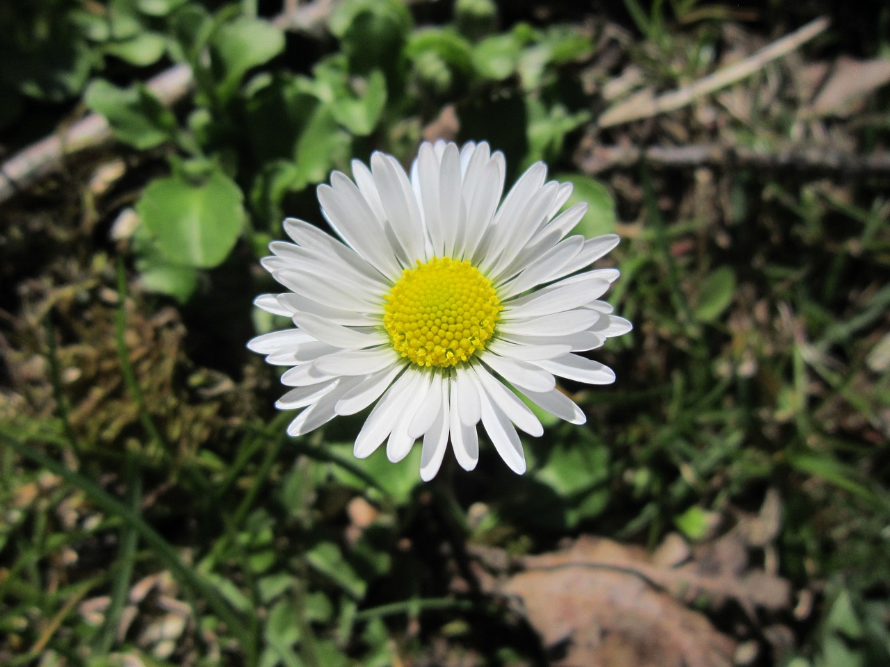 daisy spring sun free photo