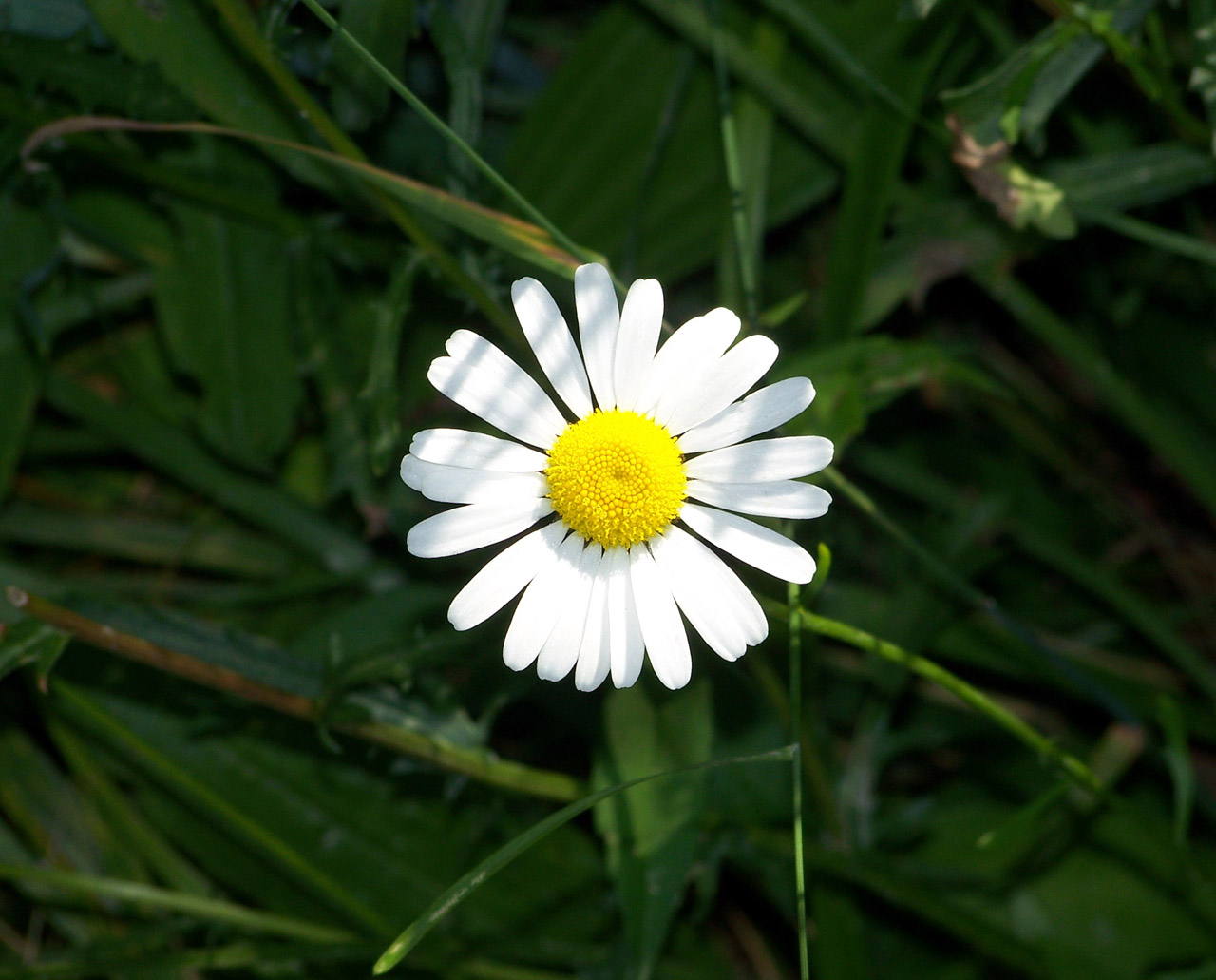 daisy flower daisy free photo