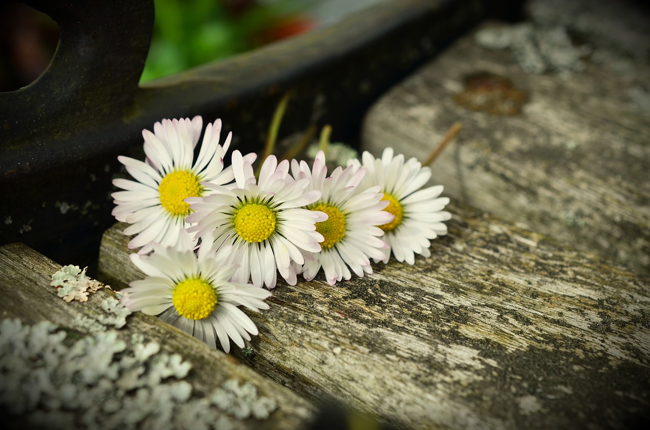 daisy bank weathered free photo