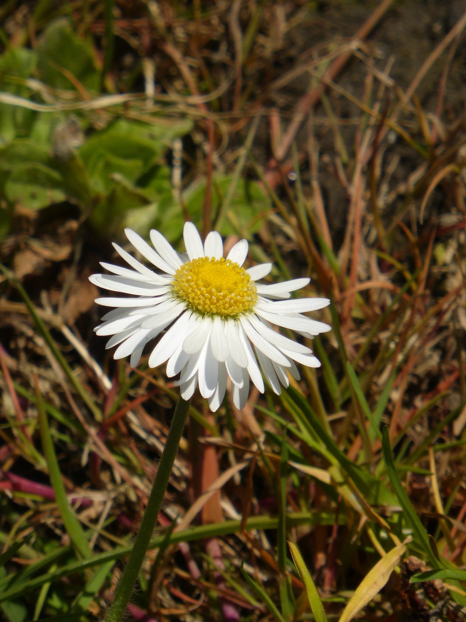 daisy weed nature free photo