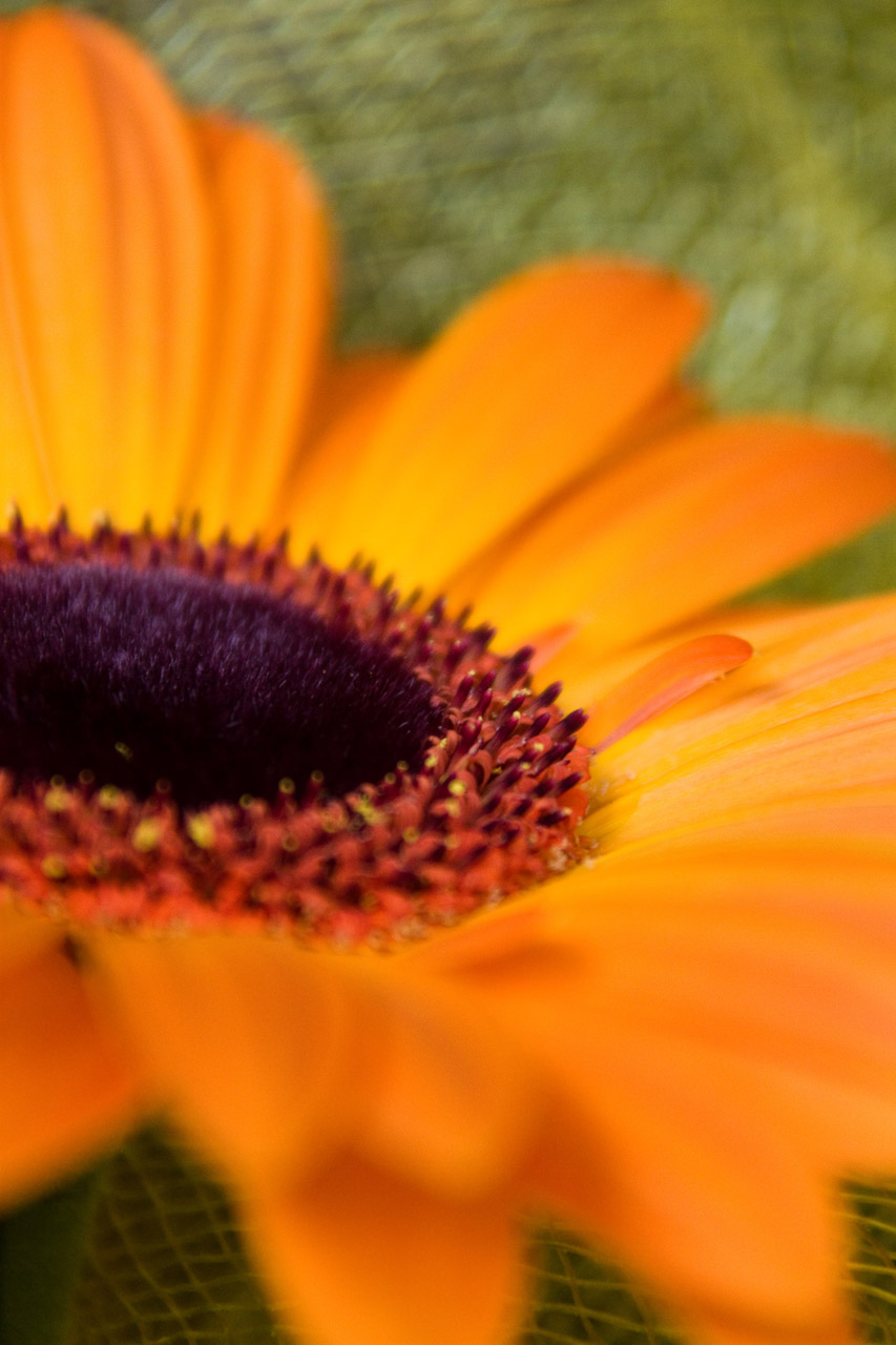 flower orange gerbera free photo