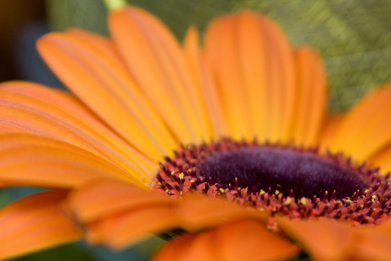 flower orange gerbera free photo