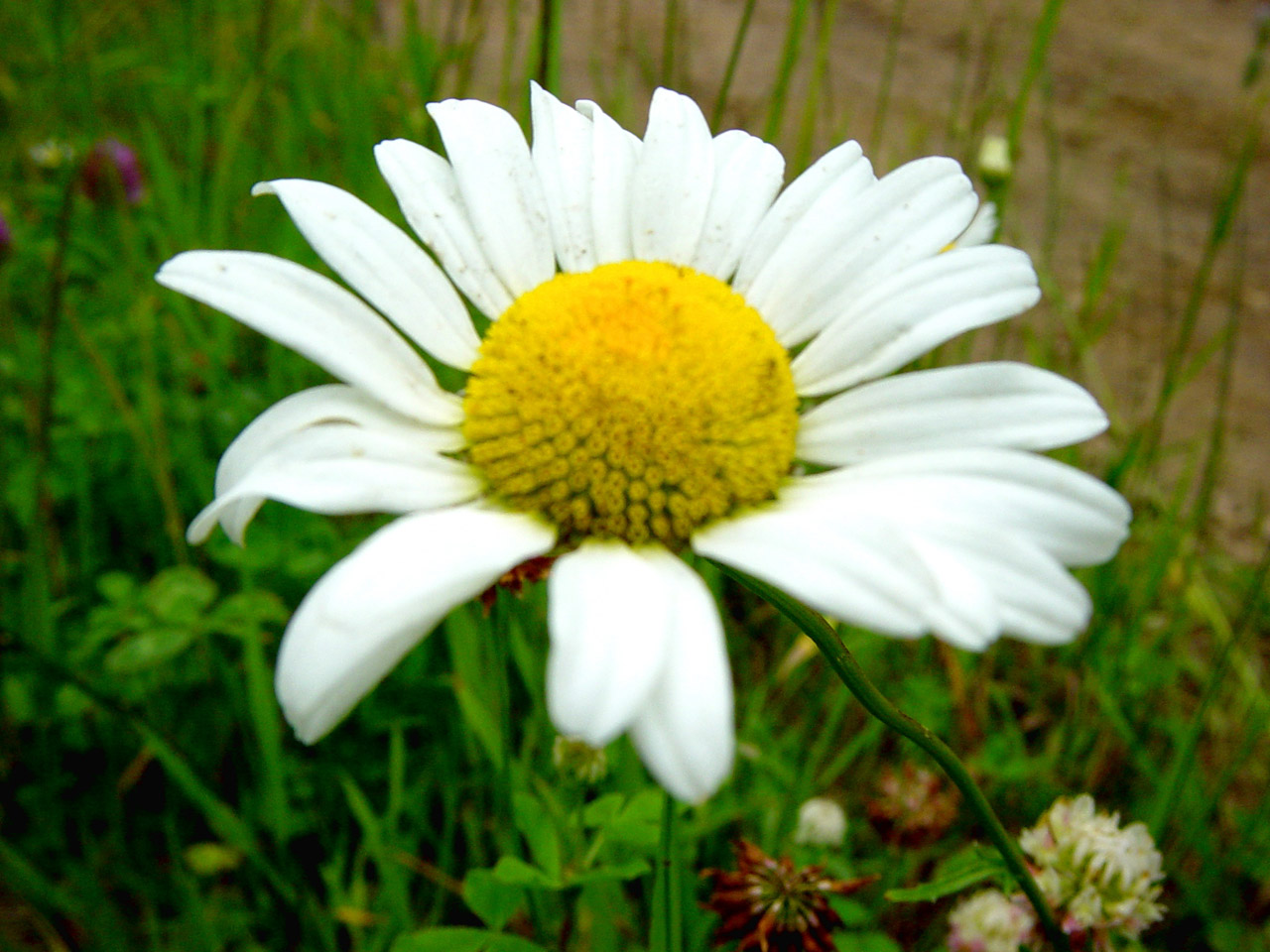 daisy flower daisy free photo