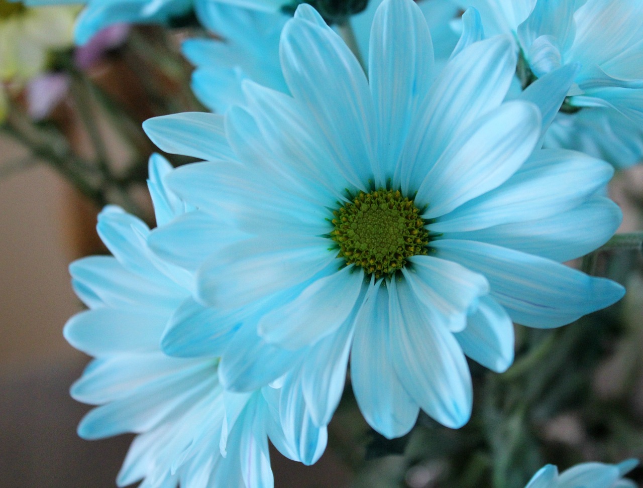 daisy blue flower free photo