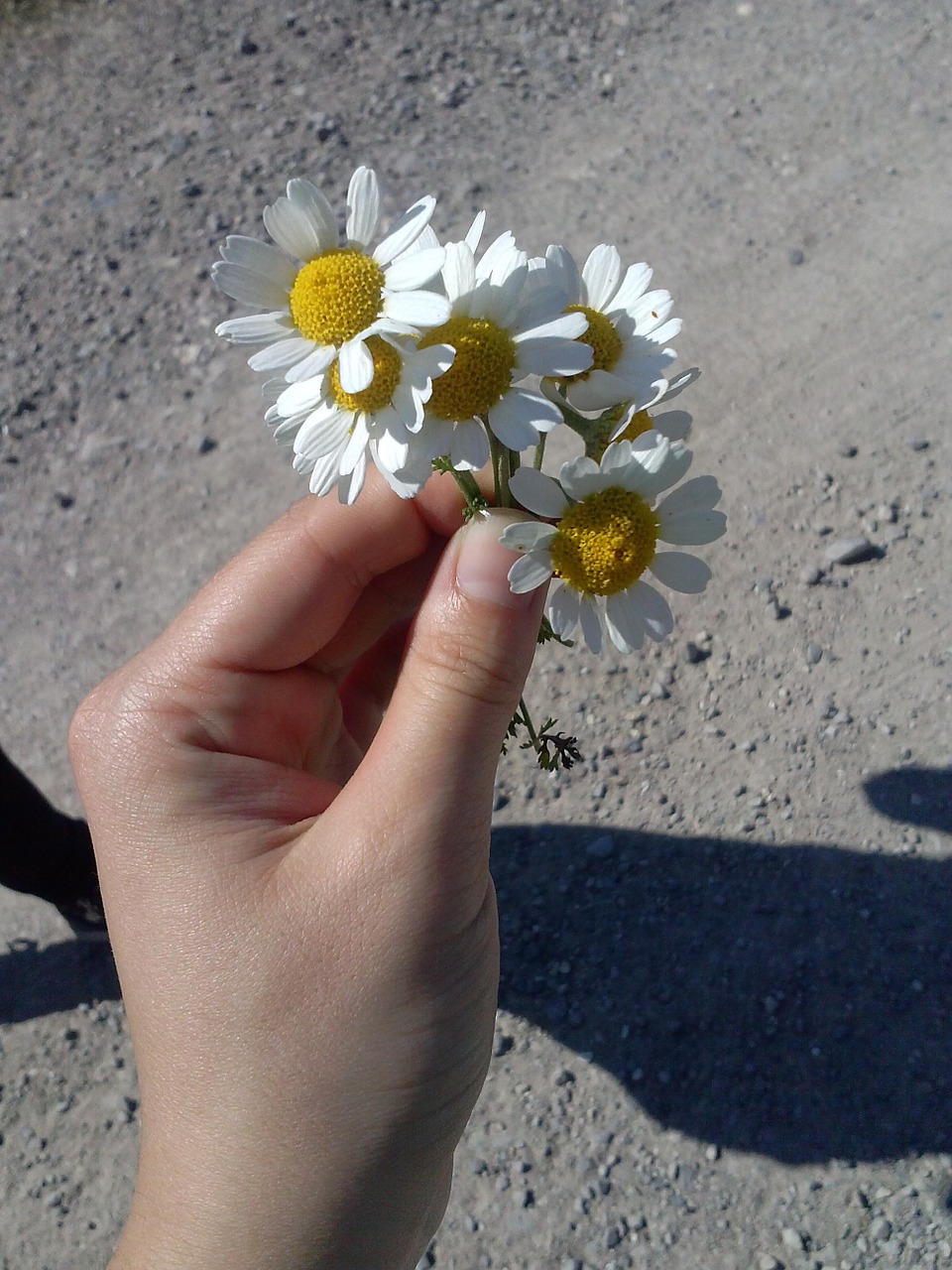 daisy happiness solar free photo