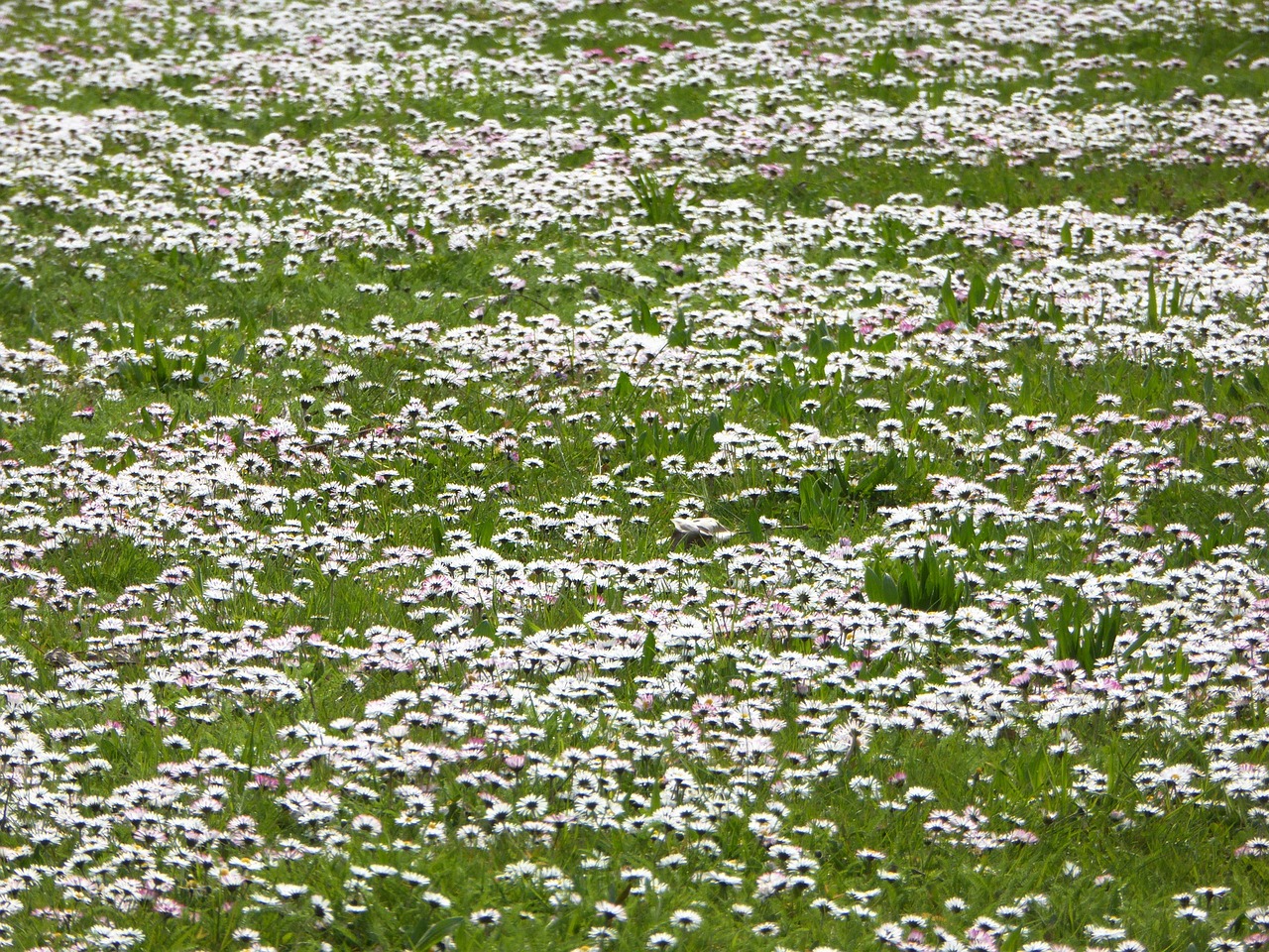 daisy meadow white free photo