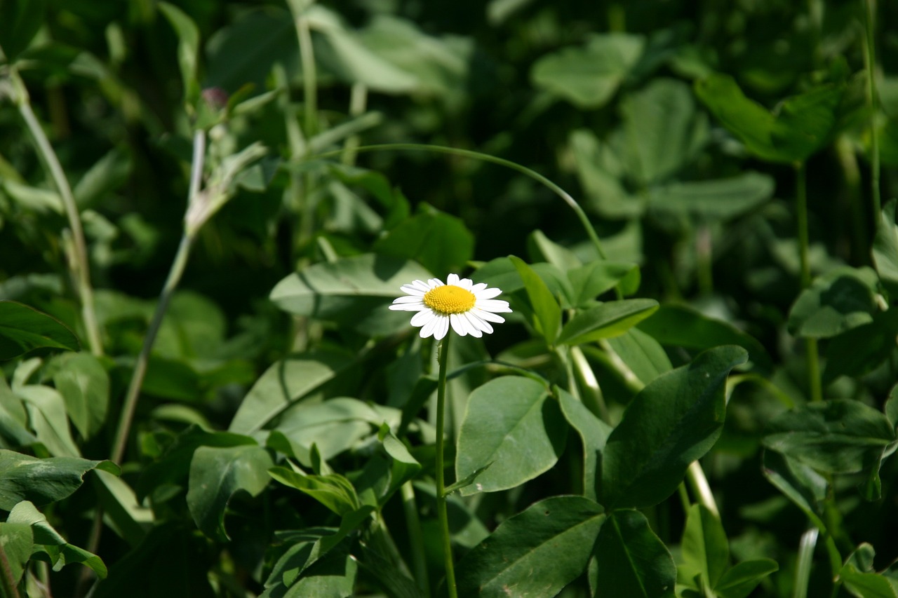 daisy meadow nature free photo