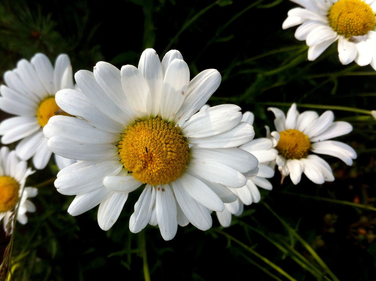 daisy spring meadow free photo