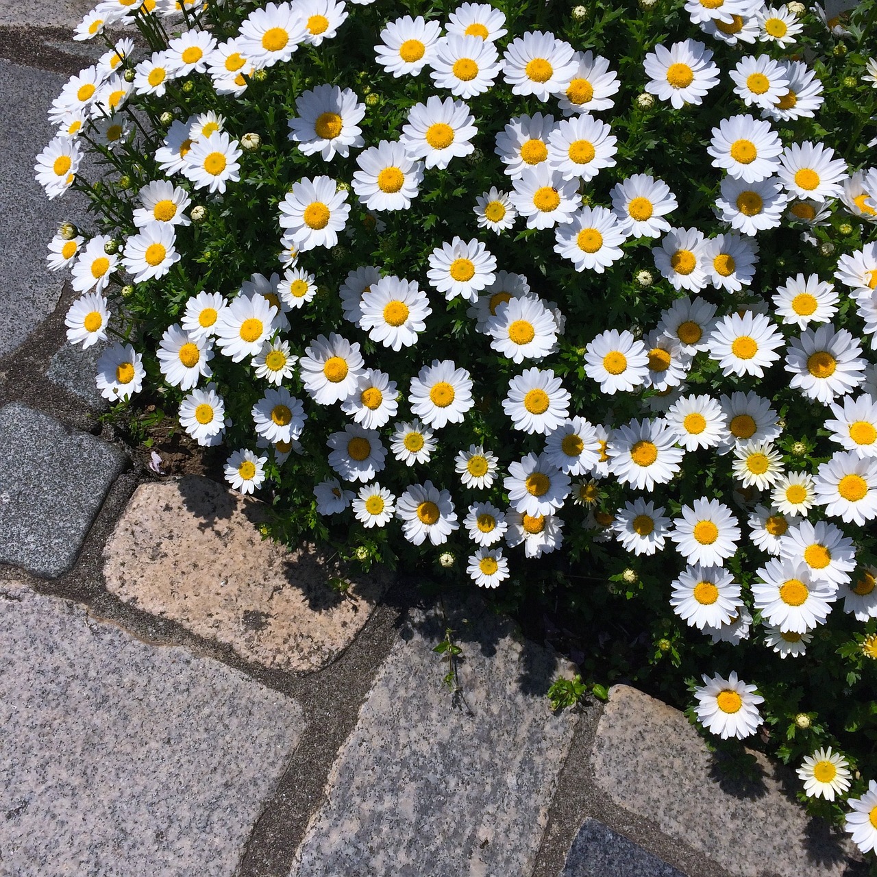 daisy margaret flower bed free photo