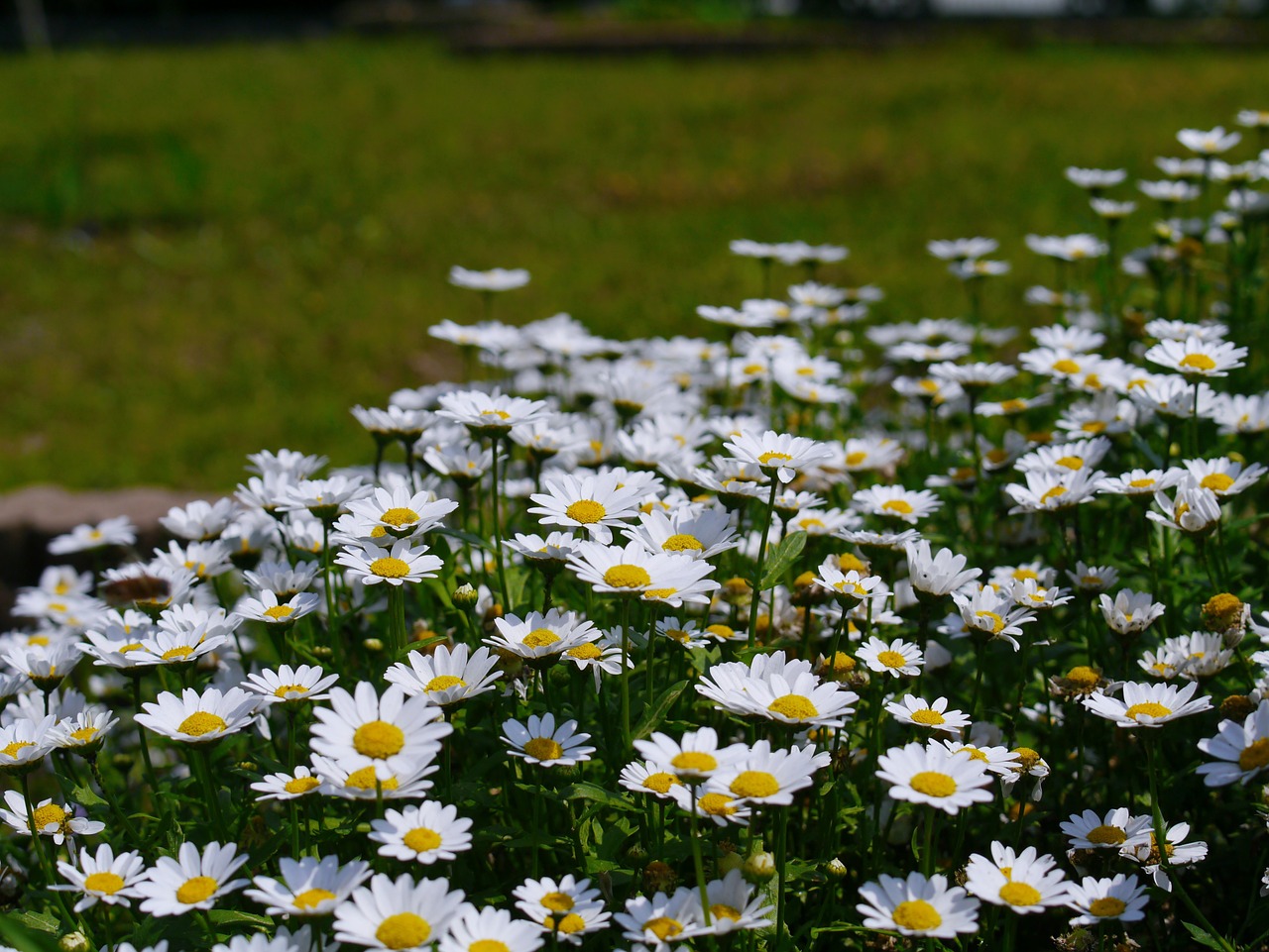 daisy margaret flowers free photo
