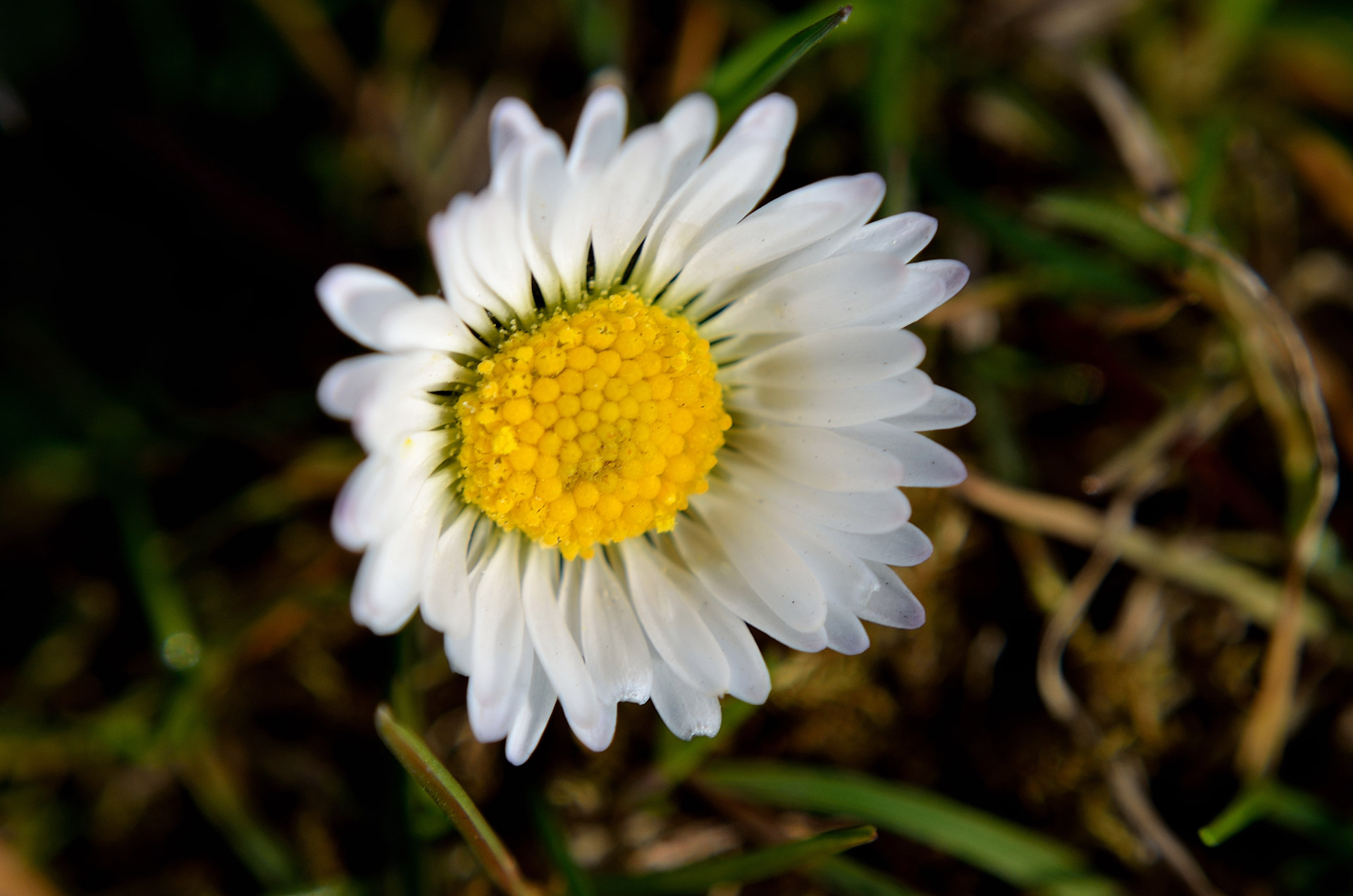 flowers flower plants free photo