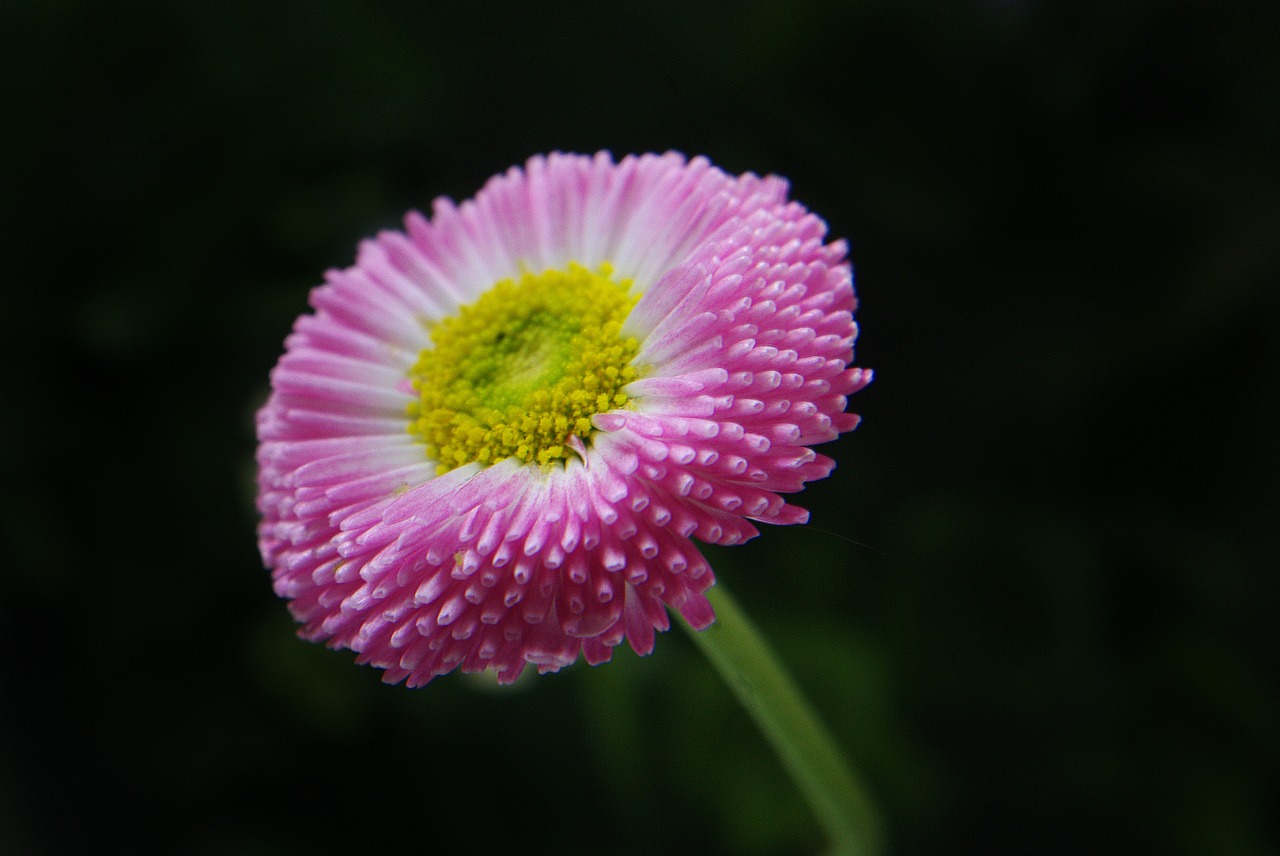 daisy flower plant free photo