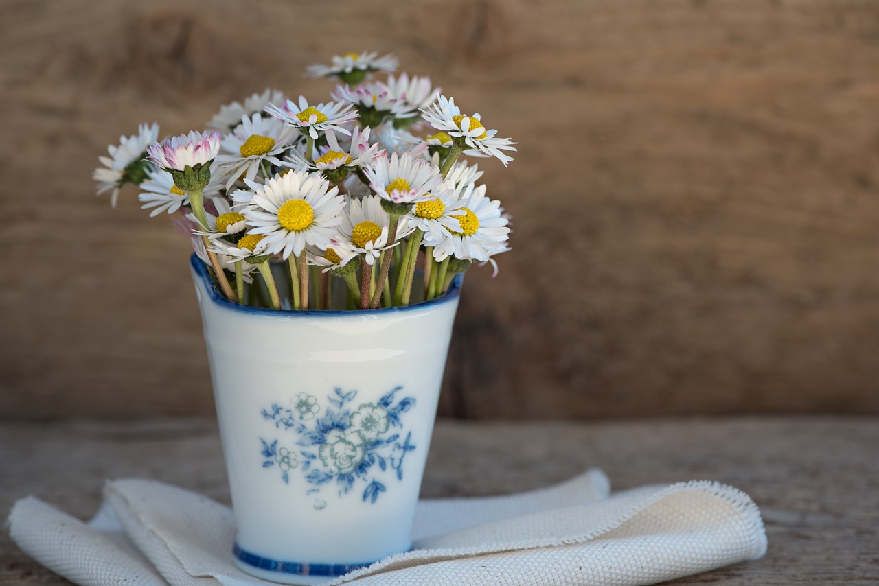 daisy pointed flower flower free photo