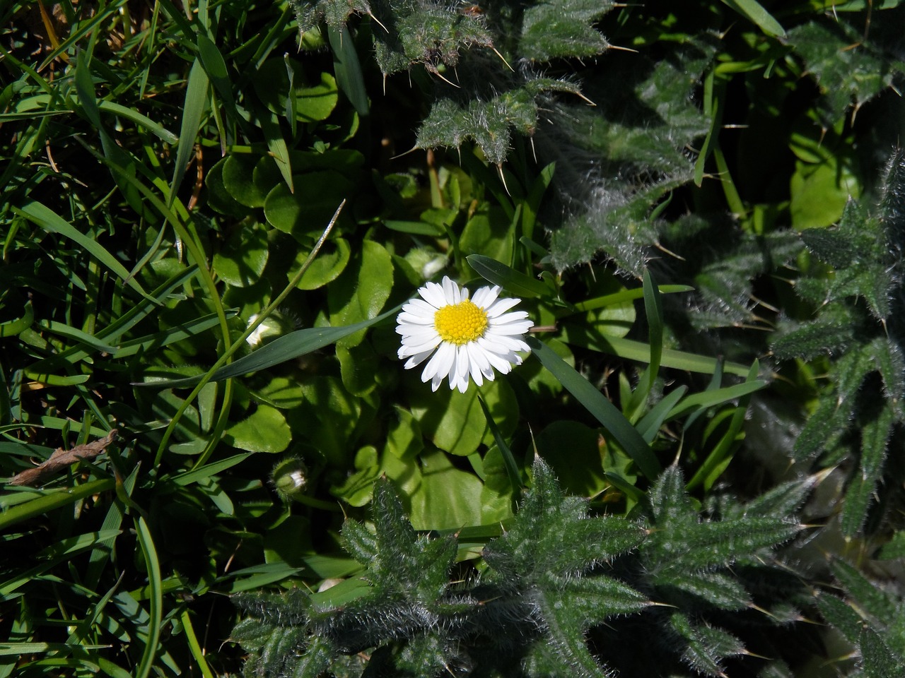 daisy white pointed flower free photo