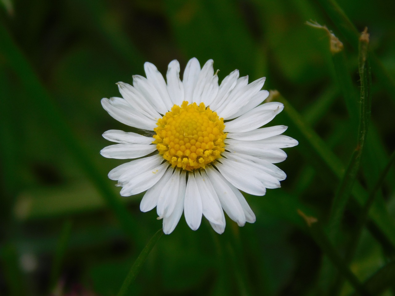 daisy flower nature free photo