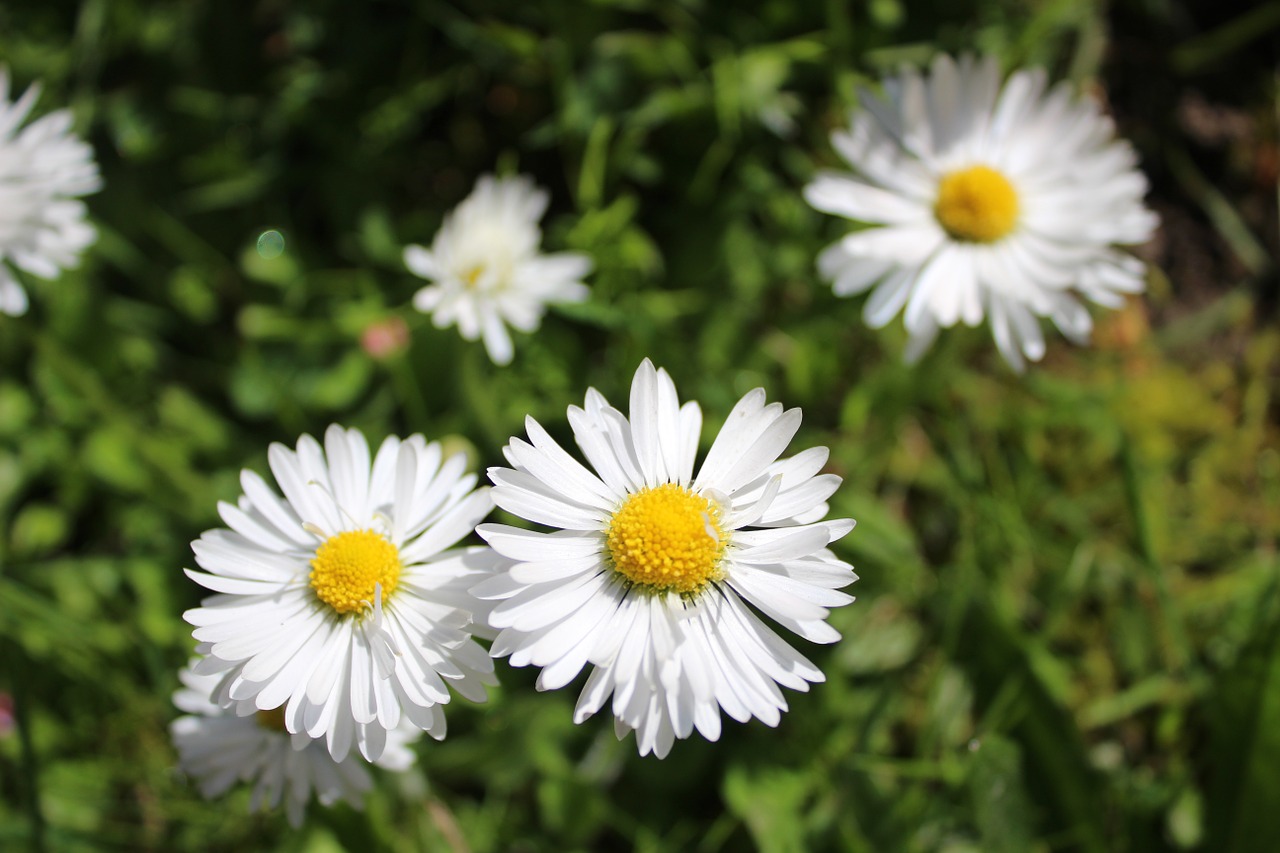 daisy garden flower free photo