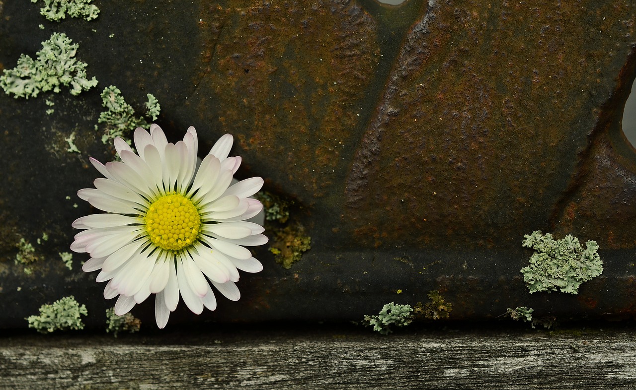 daisy iron old free photo