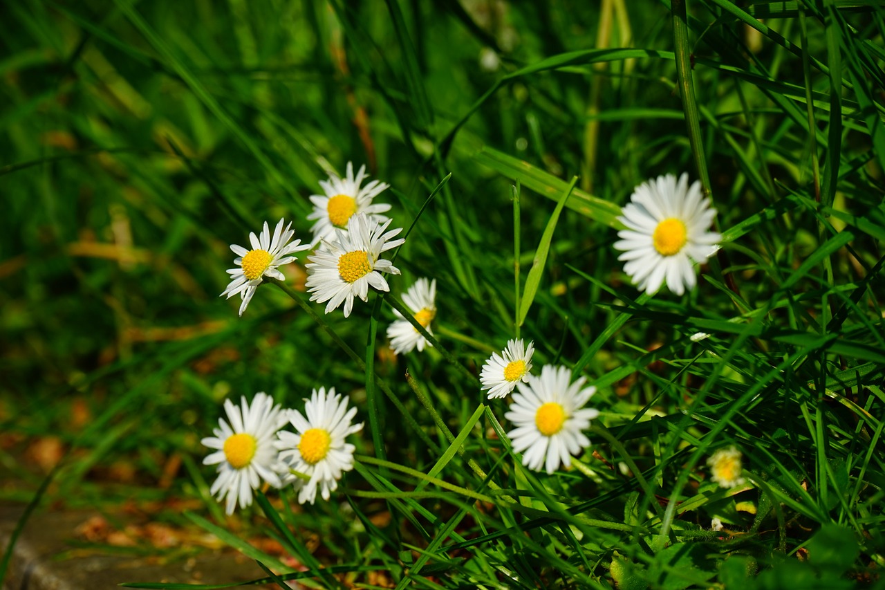 daisy flower blossom free photo