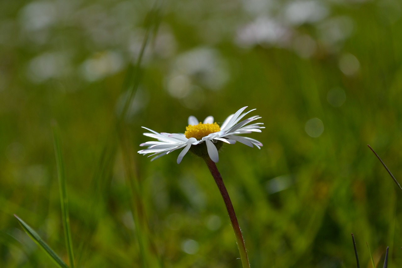 daisy flower nature free photo