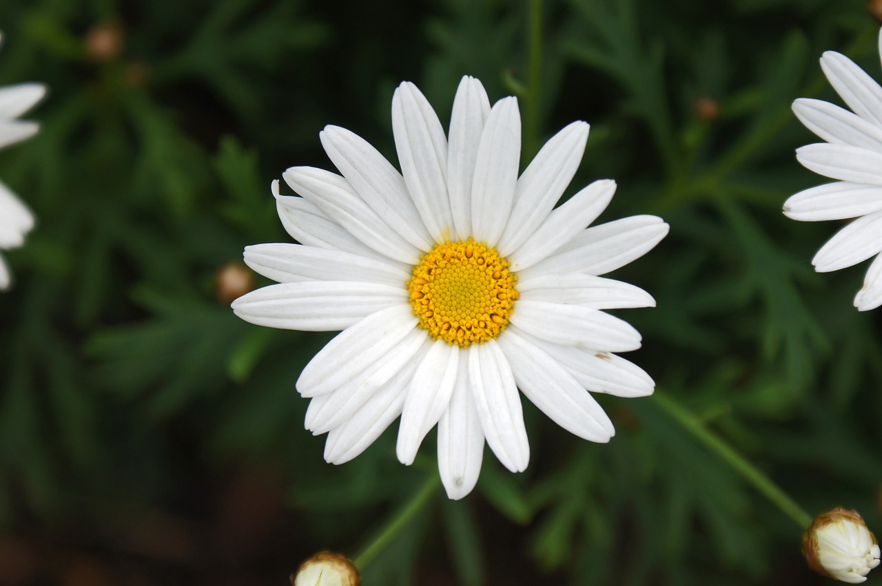 daisy white flower free photo