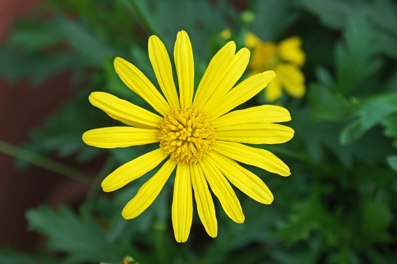 daisy white flower free photo