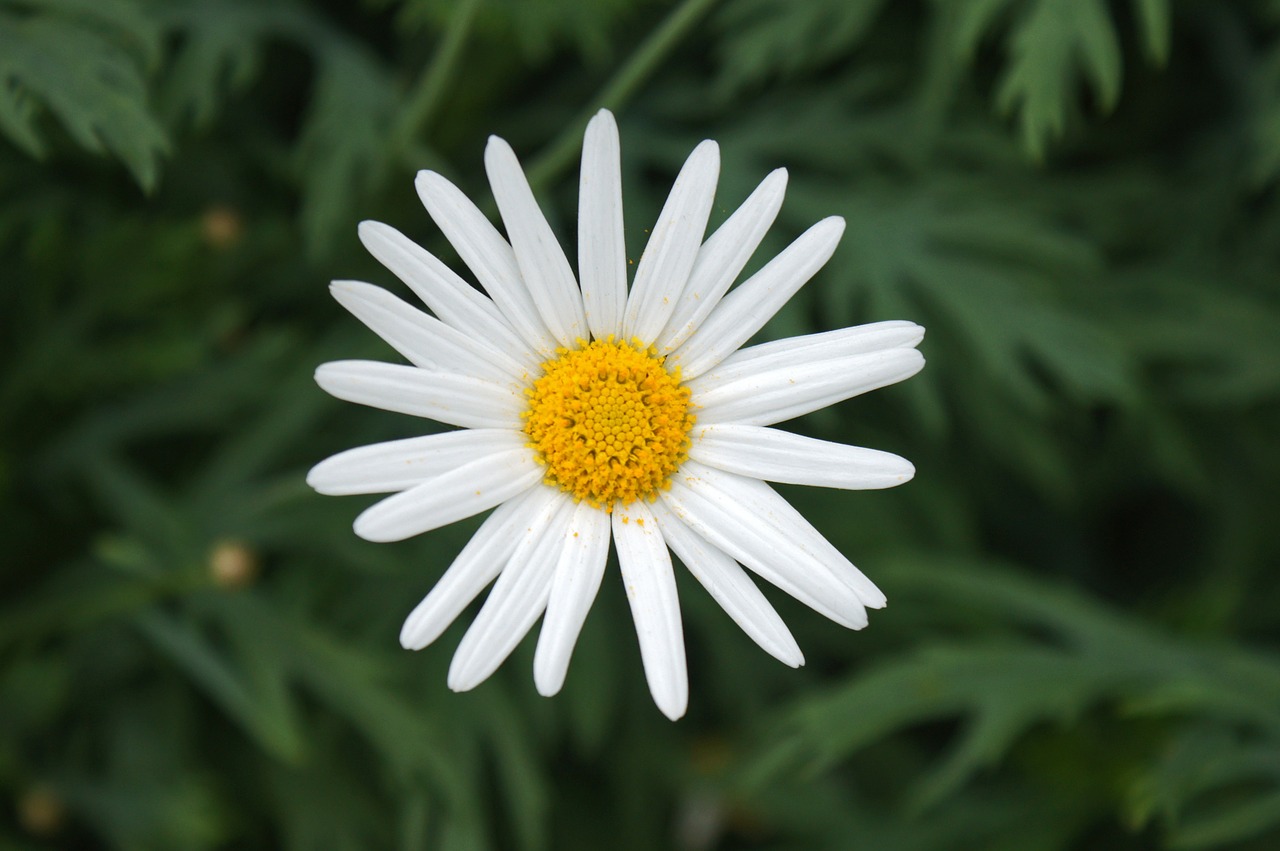 daisy white flower free photo