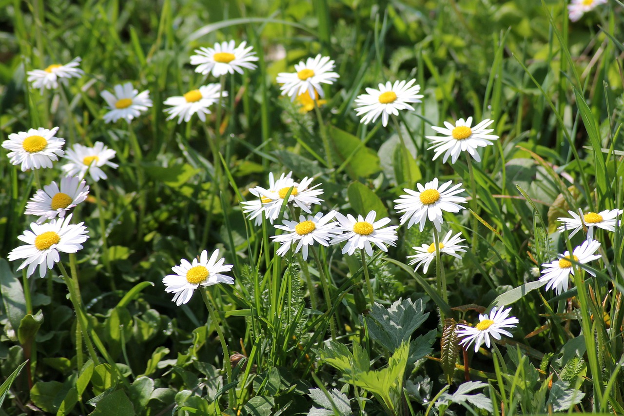 daisy spring meadow spring free photo