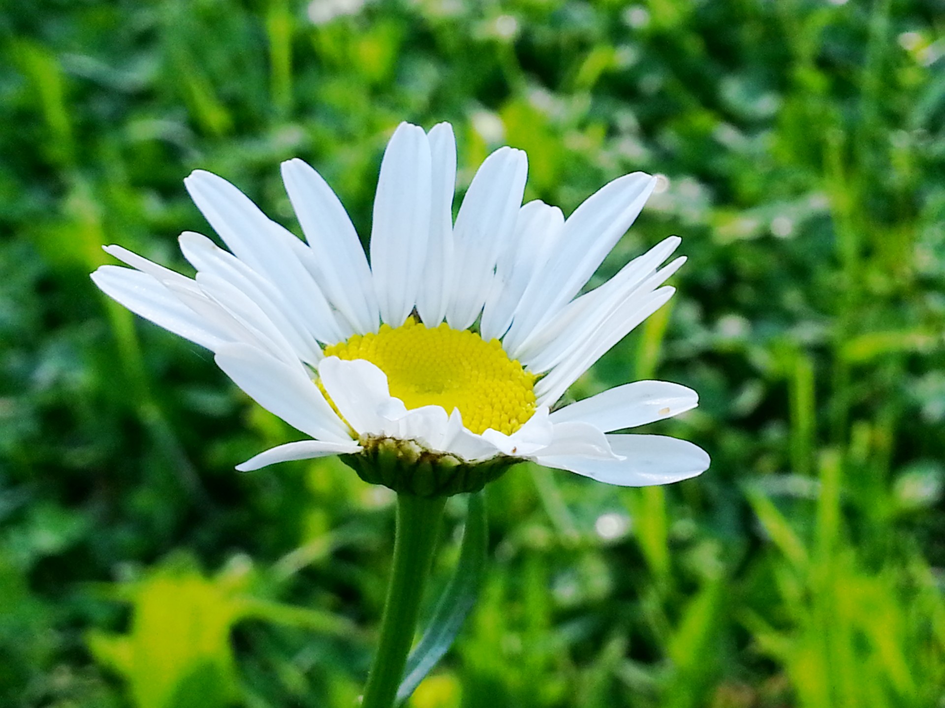 flowers flower garden free photo