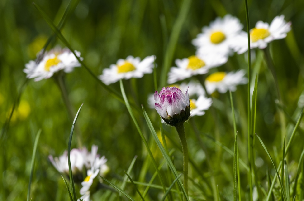 daisy spring meadow free photo