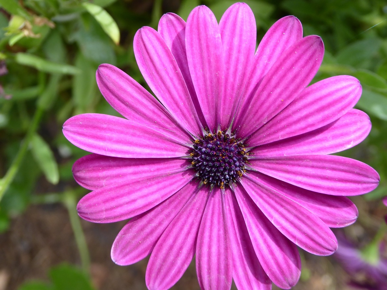 gerbera flowers plant free photo