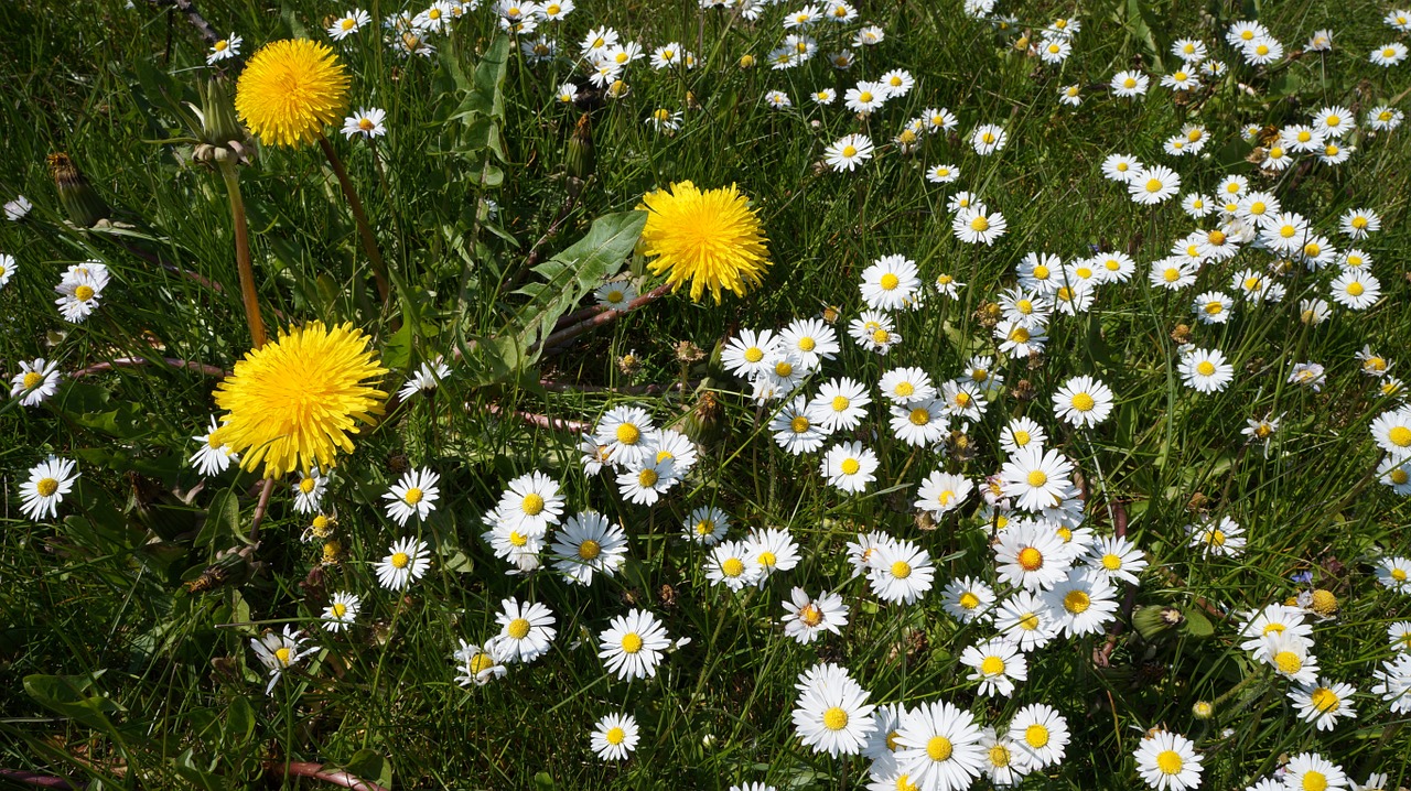 daisy dandelion spring free photo