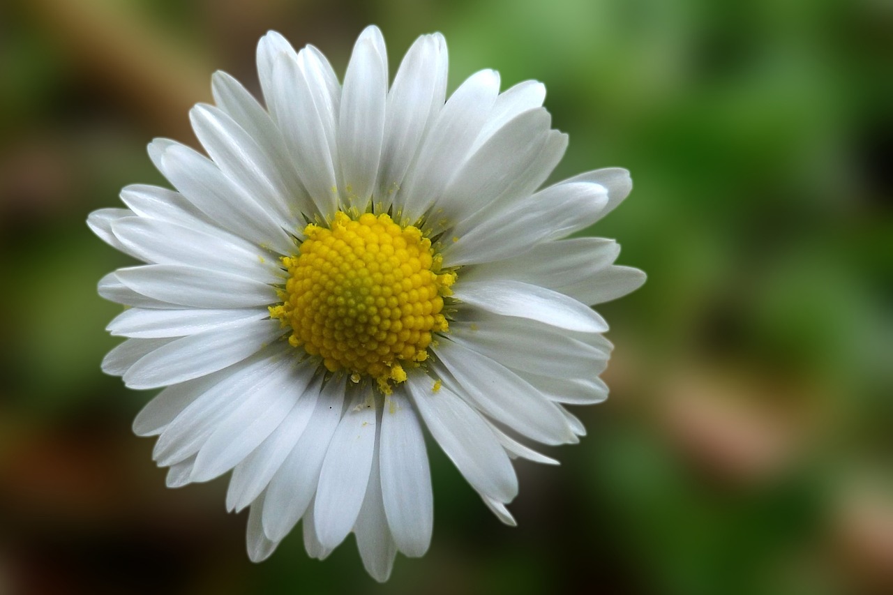 daisy blossom bloom free photo