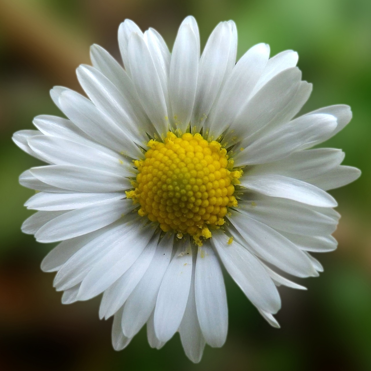 daisy blossom bloom free photo