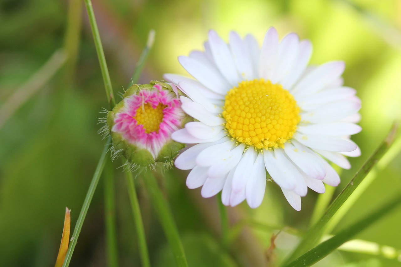 daisy flower young free photo