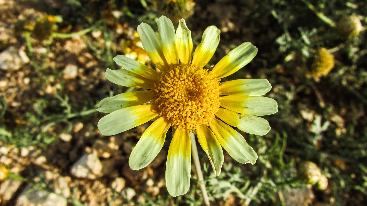 daisy flower nature free photo