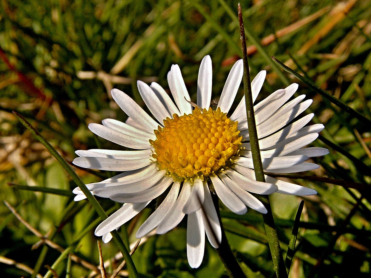 daisy flower grass free photo