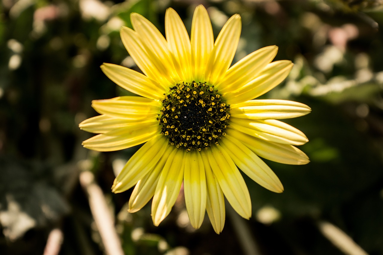 daisy flower spring free photo