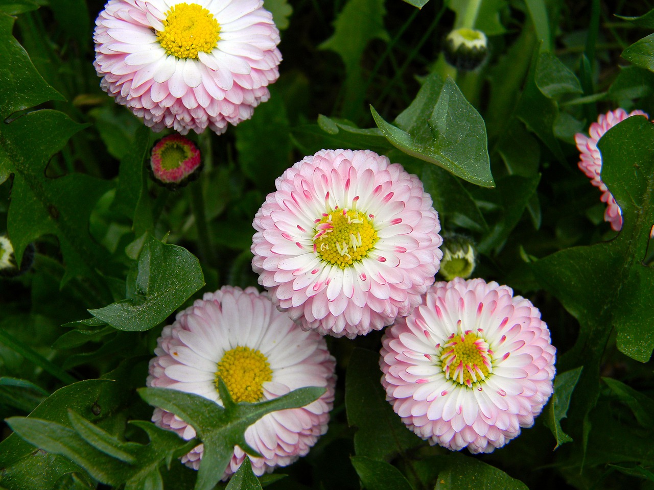 daisy pink flowers small flowers free photo