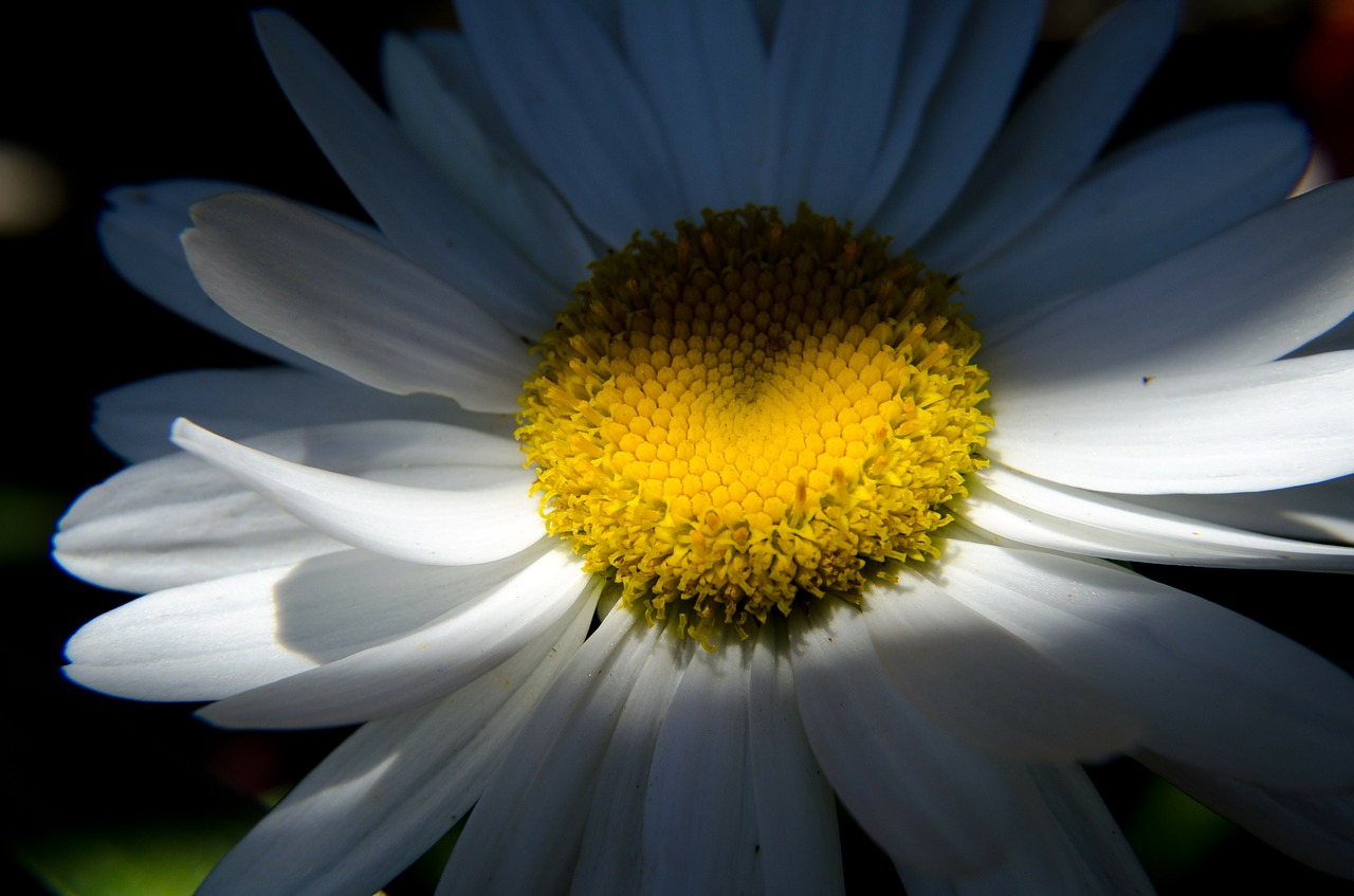 daisy flower nature free photo