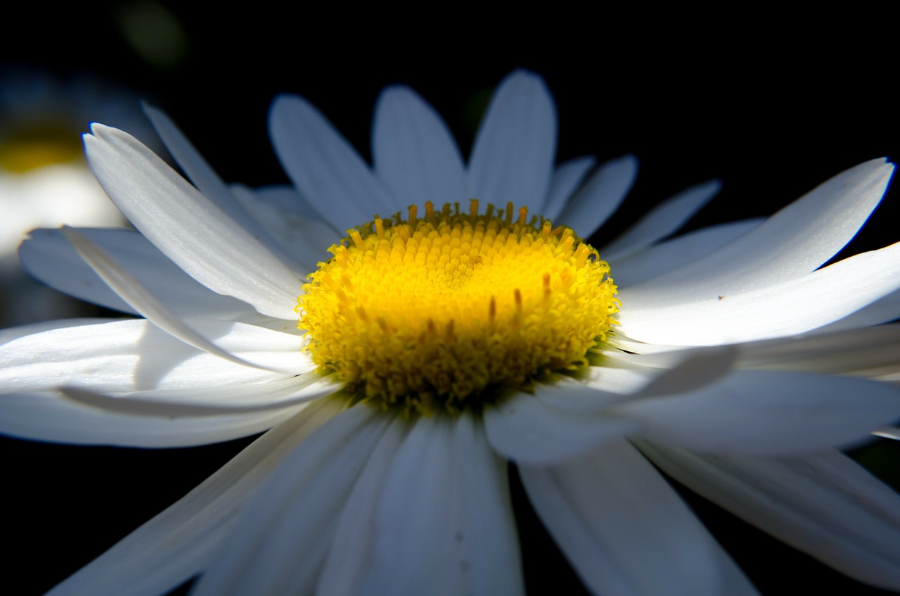 daisy flower nature free photo