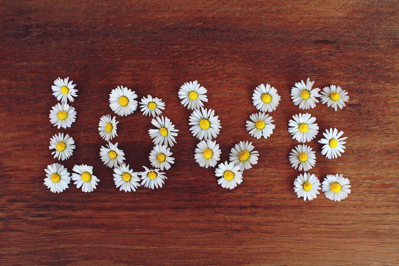 daisy word love free photo