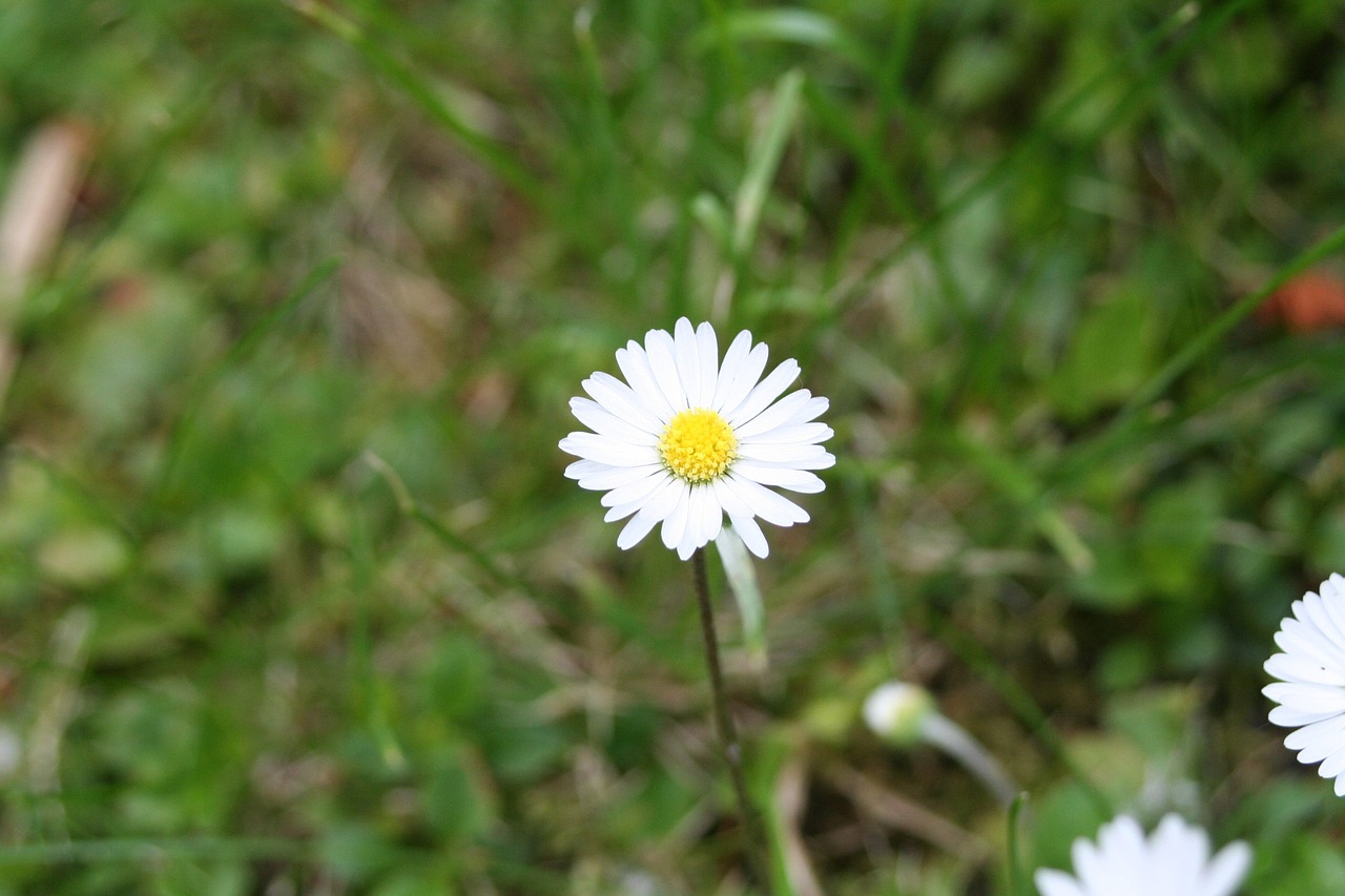 daisy white flower rush free photo