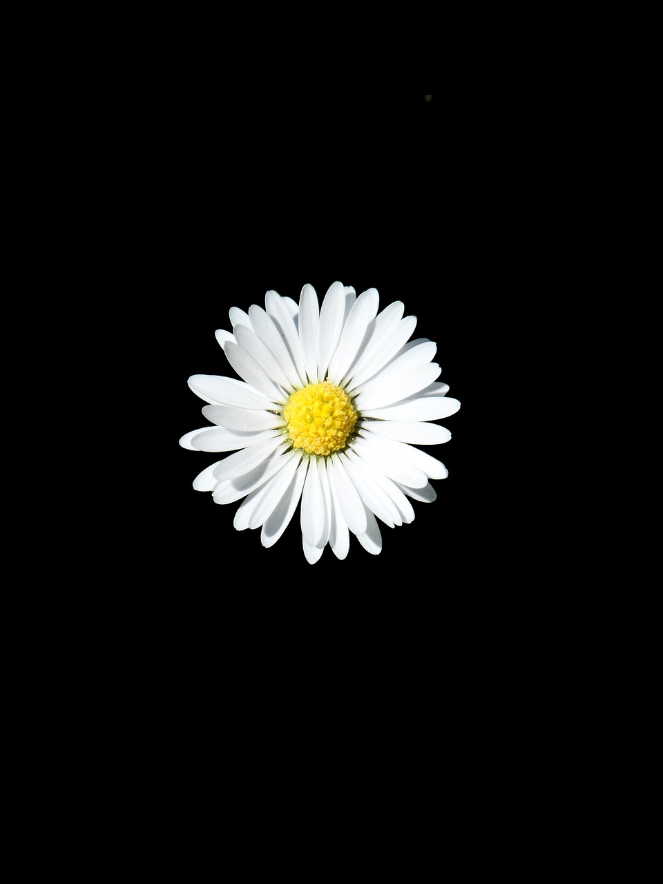 daisy white pointed flower free photo