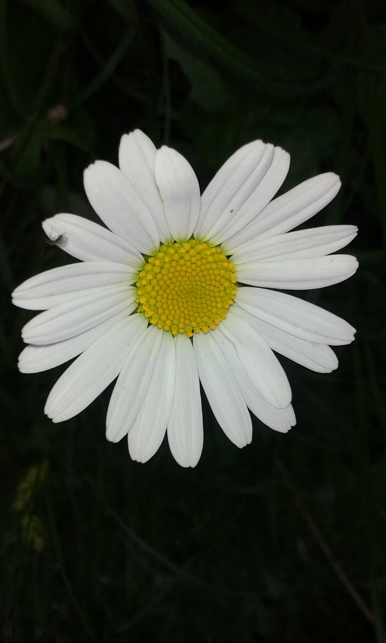 daisy flower keywords fotomontáž free photo