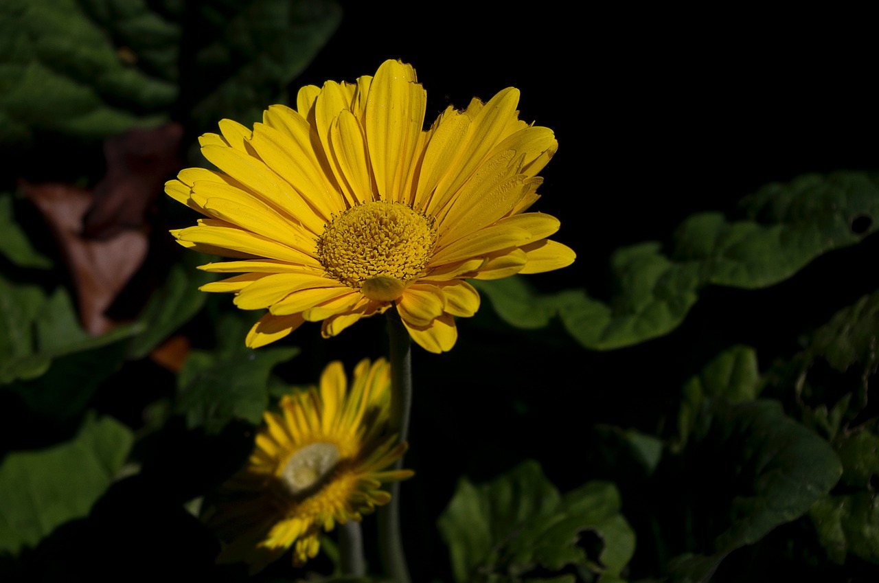 daisy yellow macro free photo