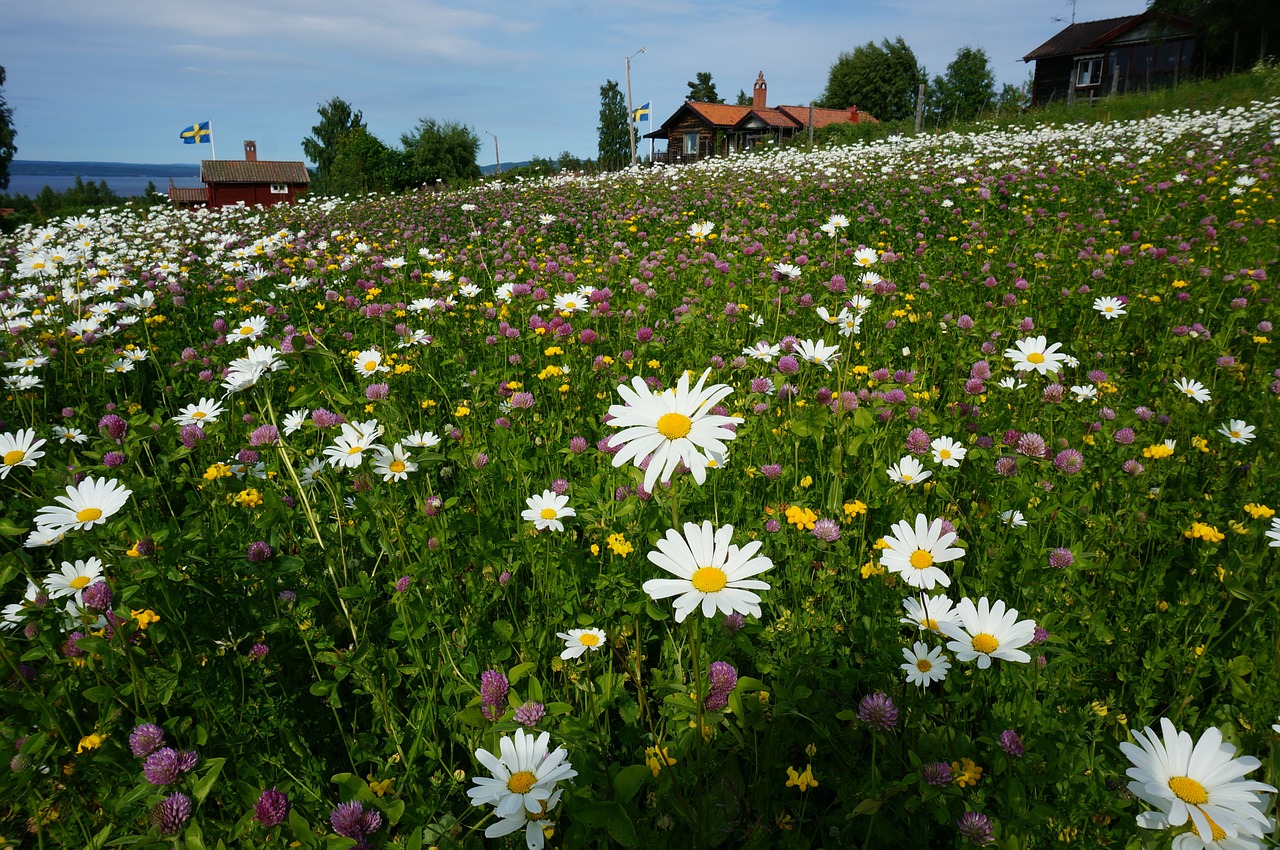 daisy flower bed tällberg free photo