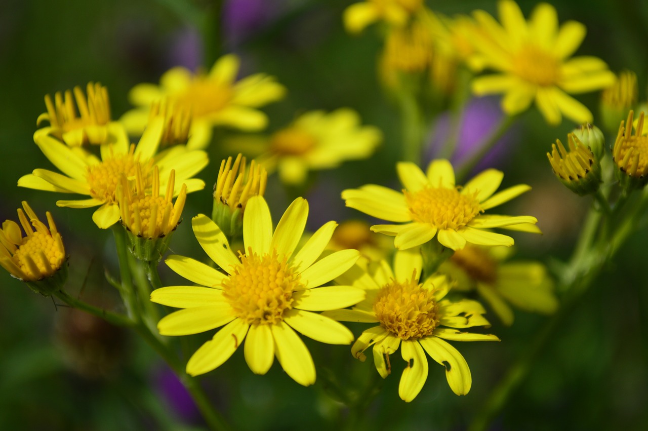 daisy yellow flower free photo