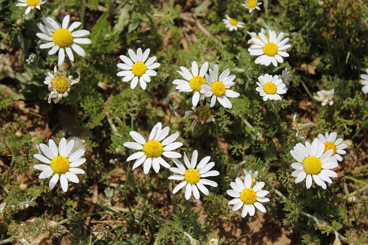 daisy flower plant free photo