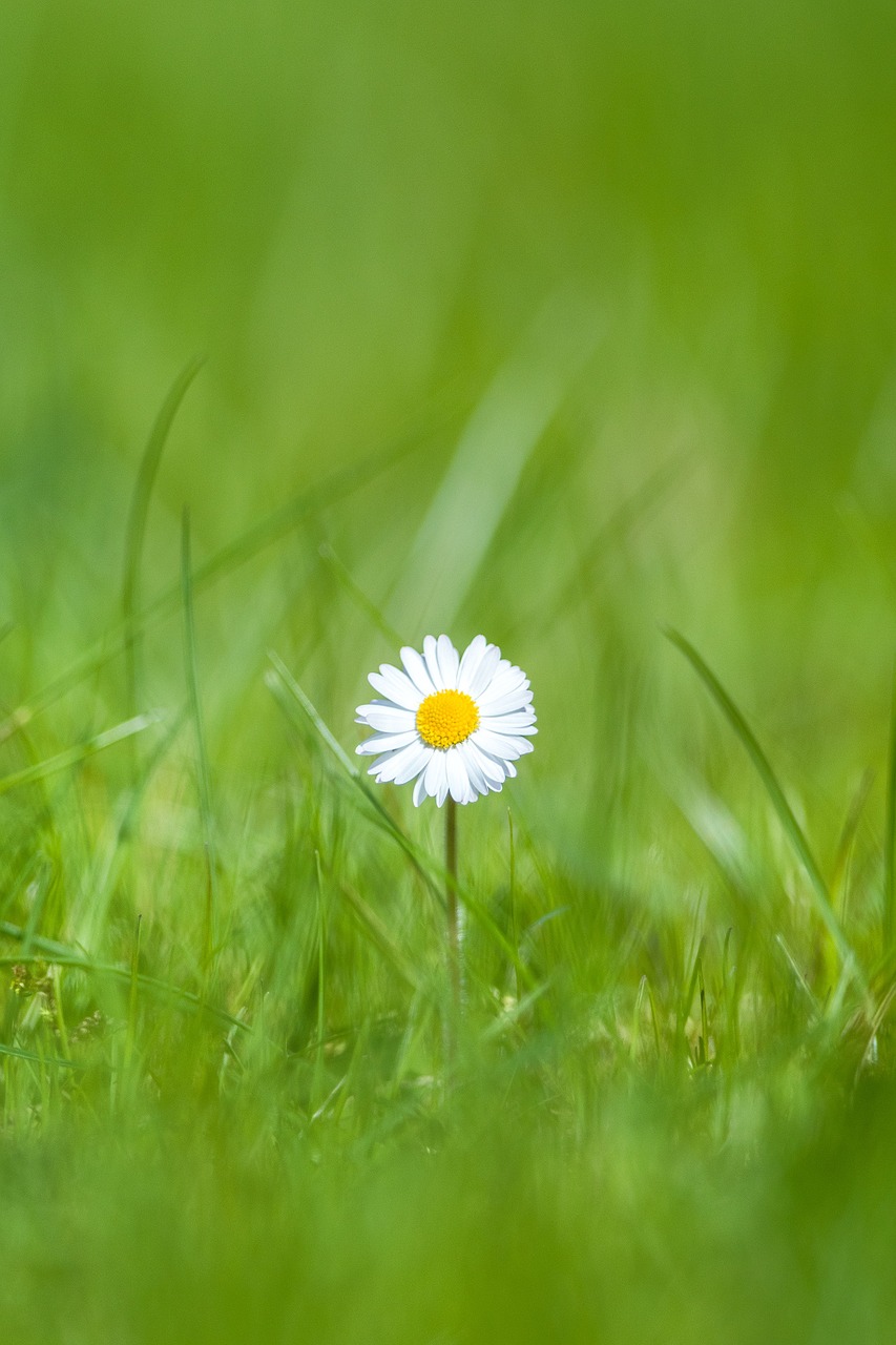 daisy flower grass free photo